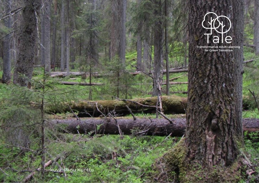 Kuva suomalaisesta metsästä. Kuvaaja: Panu Kunttu